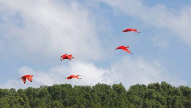 Photo of Turistas buscam tranquilidade, contato com a natureza e fotos com búfalos na costa do Pará