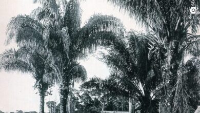 Photo of Exposição “Arboretum” em destaque no Museu Goeldi