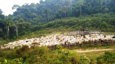 Photo of Justiça proíbe apreensão de 6 mil cabeças de gado na Flona Jamanxim