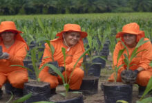 Photo of Pará inicia rastreamento da produção de dendê para combater comércio ilegal