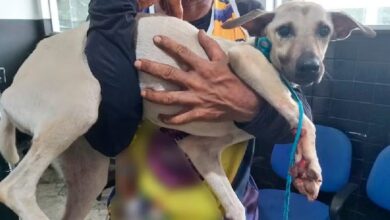 Photo of Crueldade no Marajó: homem é preso após arrastar cachorro amarrado a uma moto