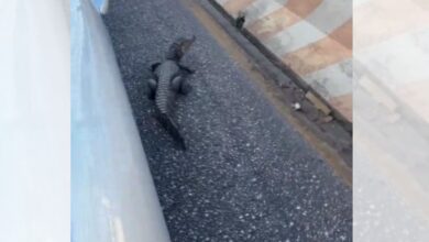 Photo of Internauta flagra jacaré “caminhando” na Avenida Júlio César, em Belém