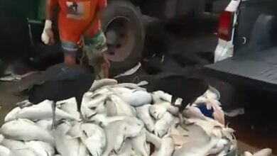 Photo of Revolta: homem filma peixes sendo descartados no Ver-o-Peso, em Belém