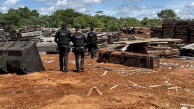 Photo of Madeireiro e preso em flagrante por tráfico de madeira ilegal em Breves