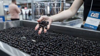 Photo of Pará fortalece liderança nacional na produção e exportação do açaí