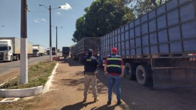 Photo of PRF flagra 80 bovinos sendo transportados sem documentação na BR-010