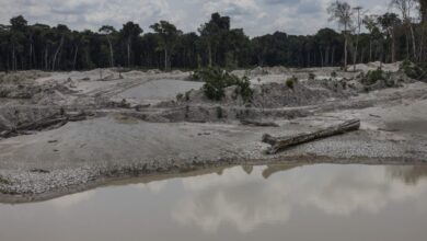 Photo of Contaminação por mercúrio prejudica saúde de mulheres e crianças Munduruku