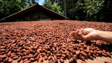 Photo of Pará lidera produção nacional de cacau e está entre as melhores amêndoas do mundo 