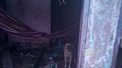 Photo of Suspeito de zoofilia e maus-tratos a animais é preso em Belém