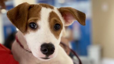 Photo of Feira de adoção e vacinação de cães e gatos acontece neste sábado em Belém
