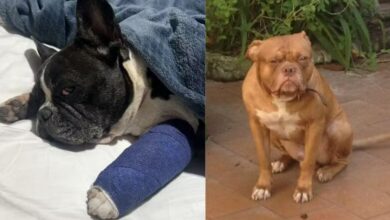 Photo of Pitbull foge e ataca cadela buldogue em Belém