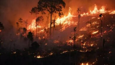 Photo of Amazônia registra recorde de incêndios em 17 anos, enquanto governo foca em taxação global