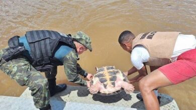Photo of Polícia apreende tartarugas, drogas e armas em embarcação no Marajó