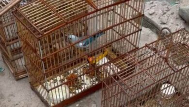 Photo of Homem é preso por crime ambiental com 18 animais silvestres em Bragança