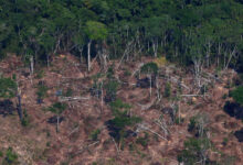 Photo of AGU pede R$ 635 milhões por destruição de floresta e dano climático no Pará