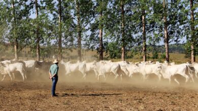 Photo of Pará tem segundo maior rebanho bovino do Brasil, com mais de 25 milhões de cabeças