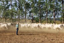 Photo of Abate bovino cresce 22% no Pará em um ano, aponta IBGE