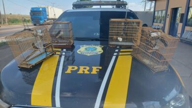 Photo of PRF resgata aves silvestres dentro de veículo em Marabá