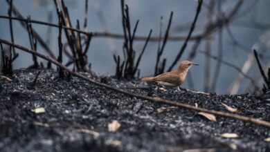 Photo of Candidatos em cidades com mais incêndios não têm propostas contra fogo