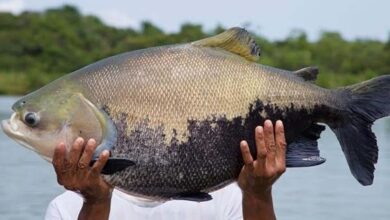Photo of Paragominas é o maior produtor de pescado do Pará; veja ranking
