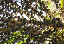 Photo of Dia do Açaí: 90% da produção brasileira é oriunda do Pará