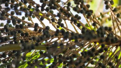 Photo of Dia do Açaí: 90% da produção brasileira é oriunda do Pará