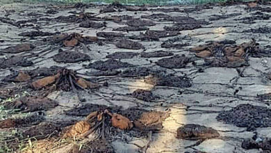 Photo of Seca extrema mata Vitórias-Régias em Alter do Chão, um dos principais pontos turísticos da Amazônia