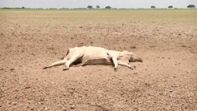 Photo of Rio Tapajós enfrenta seca histórica e organizações se unem para ajudar famílias em Santarém