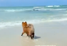 Photo of Cachorro paraense encanta internautas ao passear por praias e igarapés do Pará, ensinando sobre as características das águas na Amazônia