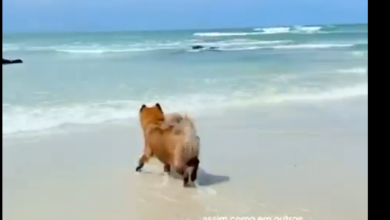 Photo of Cachorro paraense encanta internautas ao passear por praias e igarapés do Pará, ensinando sobre as características das águas na Amazônia