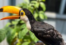 Photo of Parque Zoobotânico convida visitantes a escolher o nome de tucano recém-chegado ao Mangal das Garças