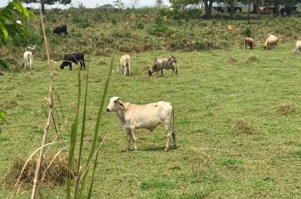 Rastreabilidade da carne bovina pode gerar receita de US$ 1 bilhão no Pará