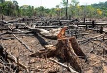 Photo of Pará lidera risco de desmatamento em 2025, alerta Imazon