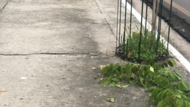 Photo of Vândalos arrancam árvores plantadas na Almirante Barroso, em Belém