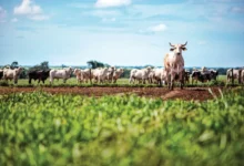 Photo of Rastreabilidade do gado no Pará pode impulsionar pecuária e conter desmatamento