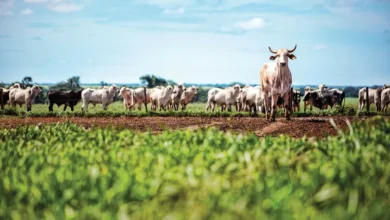 Photo of Rastreabilidade do gado no Pará pode impulsionar pecuária e conter desmatamento