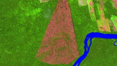 Photo of Pará lidera ranking de desmatamento e degradação florestal em 2024
