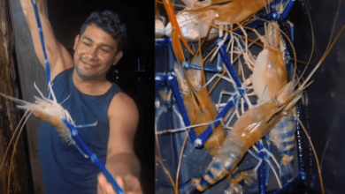 Photo of Camarão-da-Malásia: Uma Espécie Invasora que Desafia a Biodiversidade no Pará