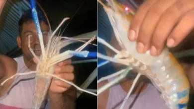 Photo of Camarão gigante da Malásia assusta pescadores no Pará e levanta alerta ambiental