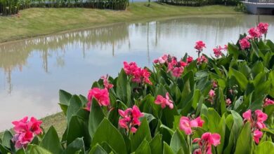 Photo of Paisagismo do Parque da Cidade avança e revela novo cenário verde em Belém. CONFIRA