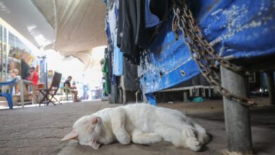 Photo of Castração de animais em situação de rua avança no Ver-o-Peso, em Belém