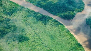 Photo of COP30: Pará discute combate a incêndios e bioeconomia em fórum climático em Belém
