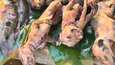 Photo of Foto de mucuras à venda em feira de Cametá  viraliza