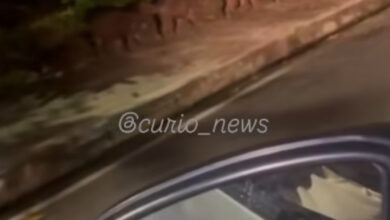 Photo of Capivaras são vistas andando em fileira em condomínio de Belém