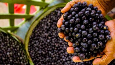 Photo of “Tarifaço” dos EUA ameaça exportações de açaí e empregos no Pará