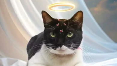 Photo of Gatinha mascote de pet shop morre após suspeita de envenenamento em Belém