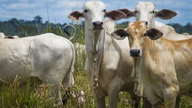 Photo of Pará tem três vezes mais gados do que habitantes, aponta IBGE