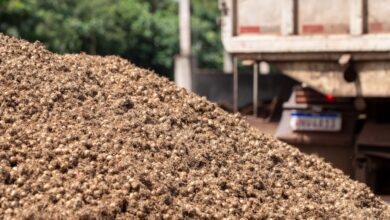 Photo of No Pará, caroço de açaí deixa de ser resíduo para virar solução climática