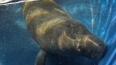 Photo of Pará reconhece peixe-boi como patrimônio cultural natural imaterial