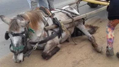 Photo of Carroceiros protestam em Belém pelo “direito” de explorar cavalos